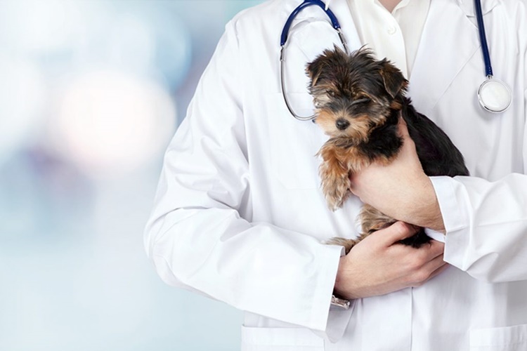 Veterinarian Board Exam Results October 2023 - Exam Results